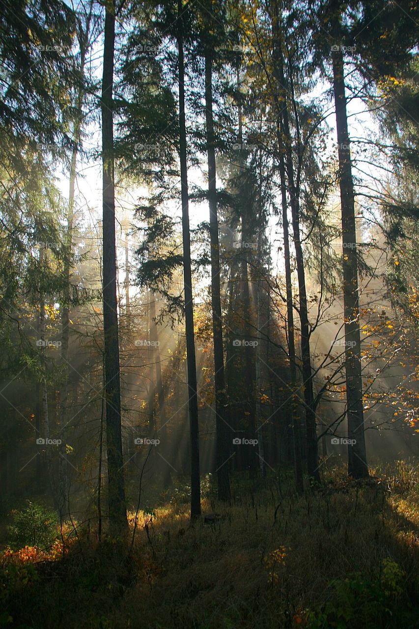 Sunlight passing through trees