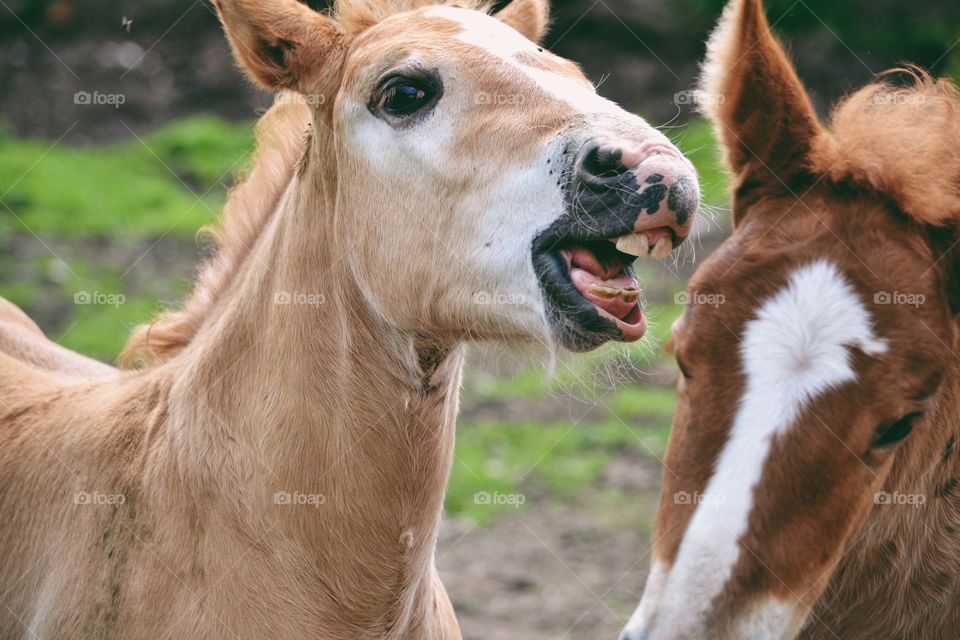 Close-up of two foals