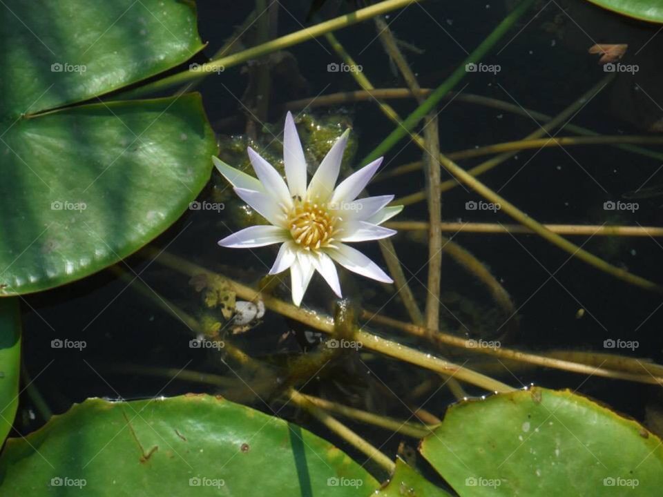 The beautiful Egyptian Lilly, in a pond outside the Museum 