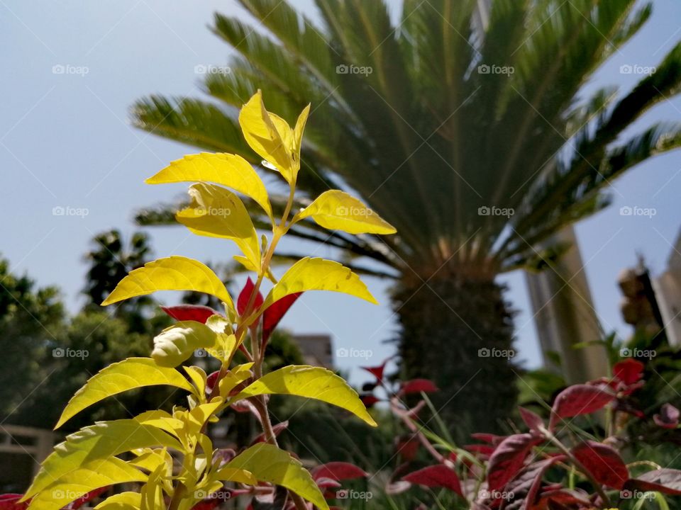 The beginning of a small palm tree growing amid beautiful red and yellow plants under the golden sun and a clear blue sky.