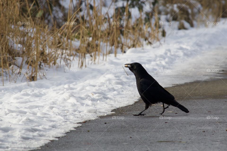 Crow in winter