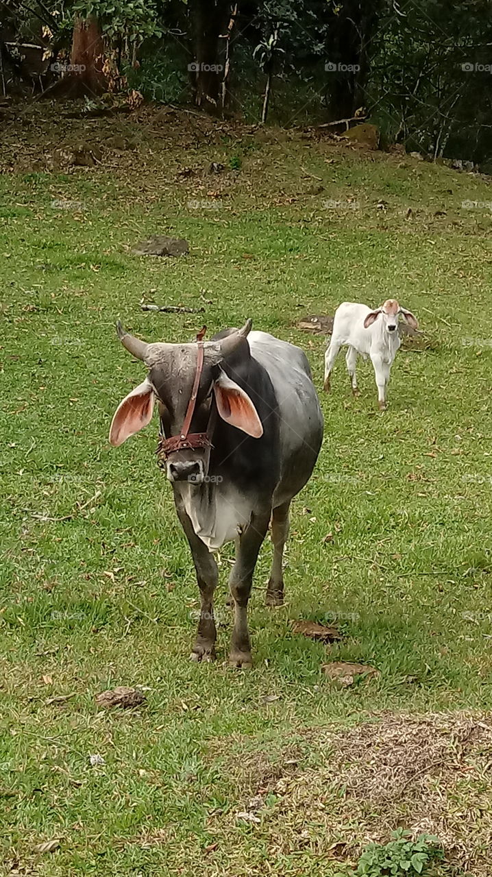 hwangso, so, gachug, mas, jayeon, hwangyeong.