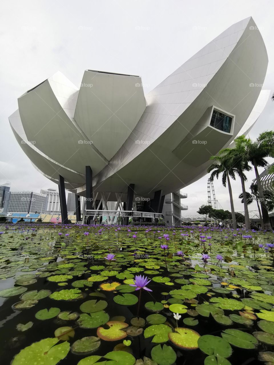 The urban nature. City and nature. Beautiful place in Singapore.