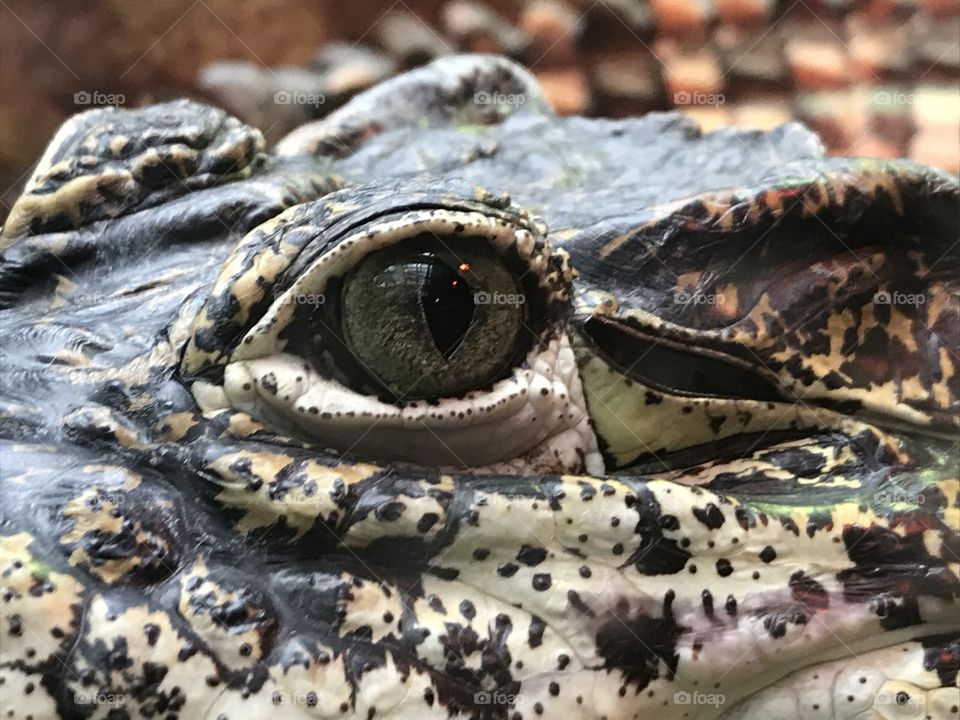 He’s looking at me! Yikes! An up-close view of the eye of a crocodile.