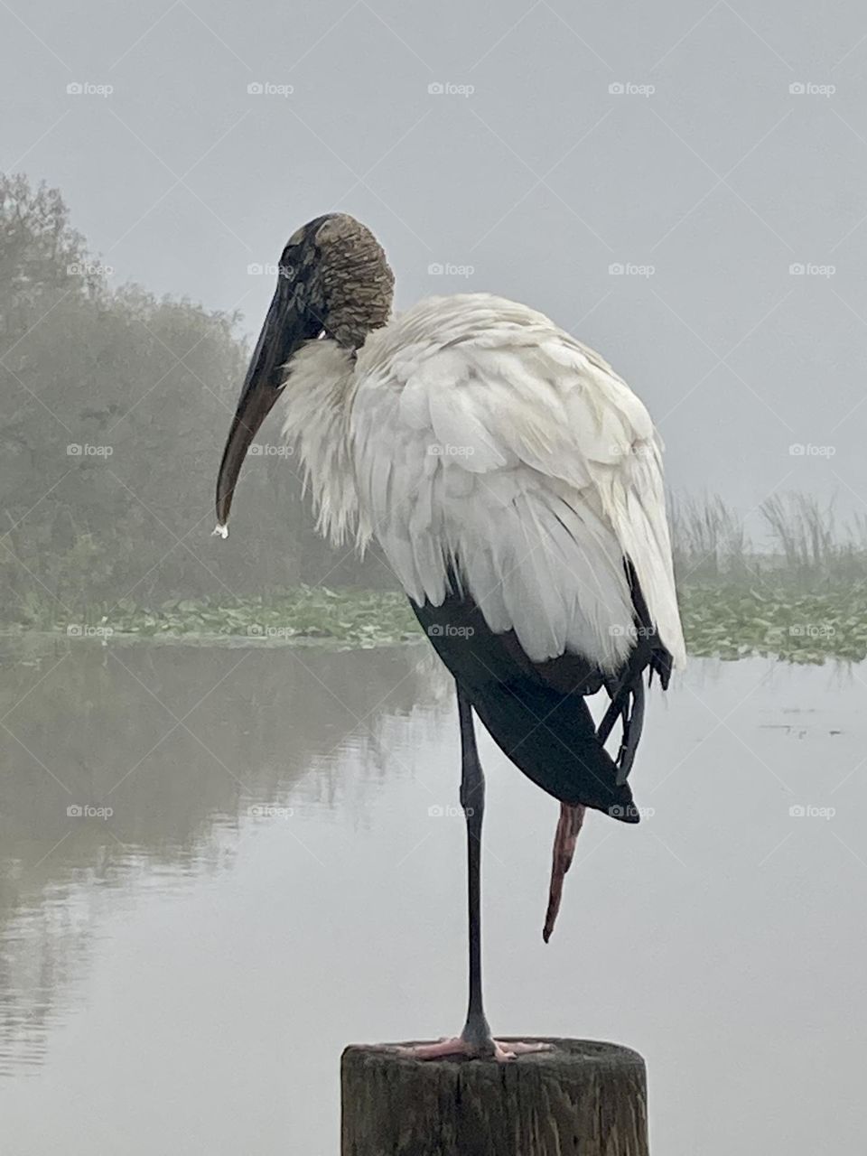 Big bird on a pier at a lake