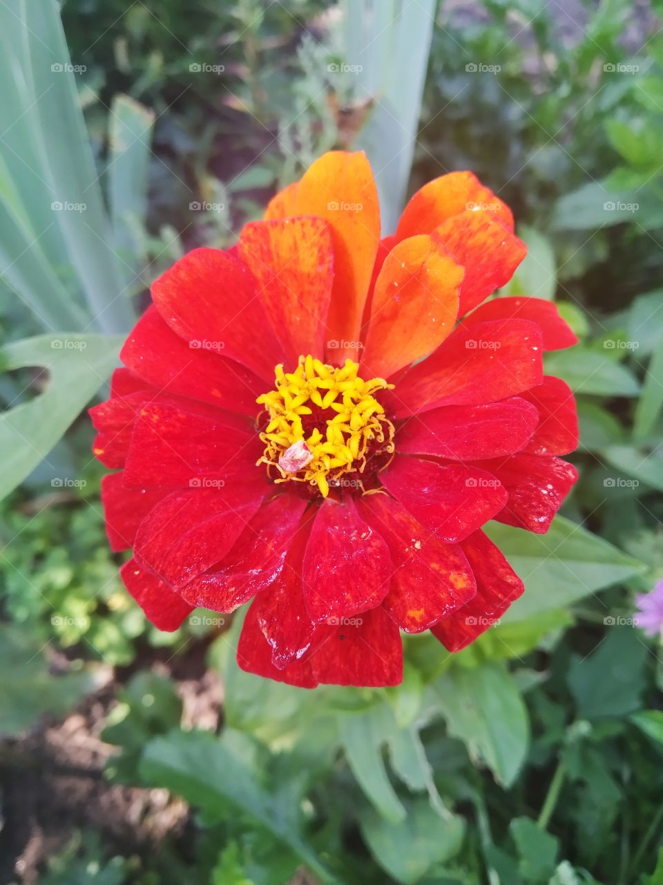 Red flower