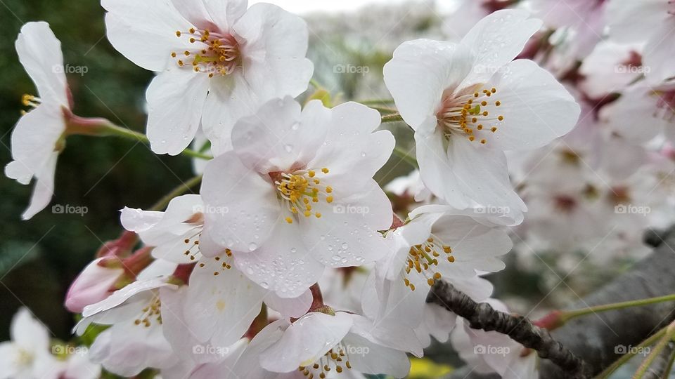 smiling flowers beginning of Cherry blossom
