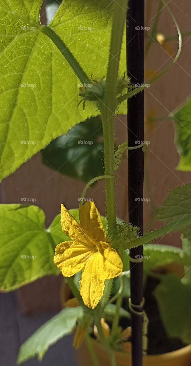 cucumber 🥒 green leaves in the pot home gardening, love earth 🌎