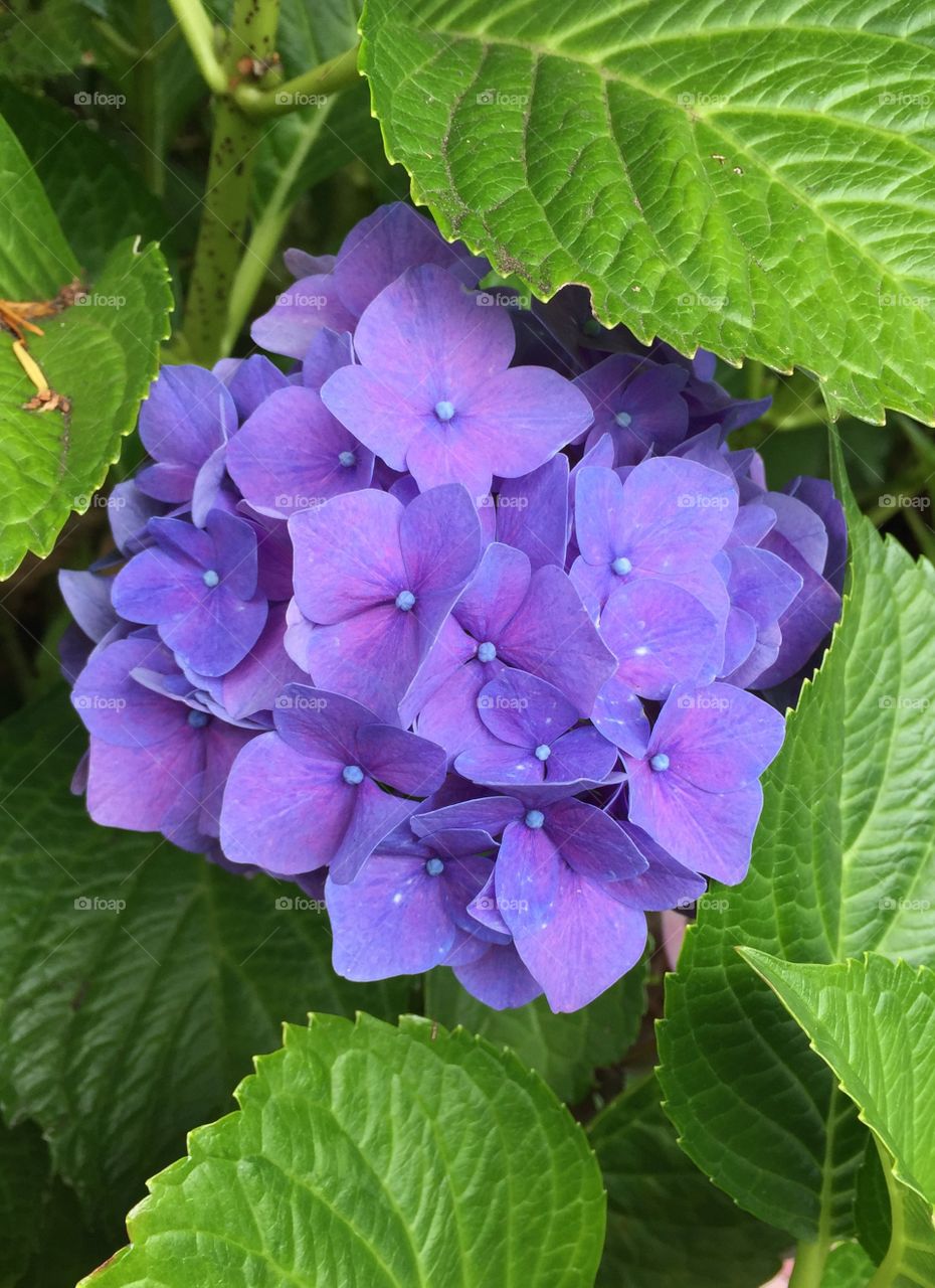 Overhead view of purple hydrangea