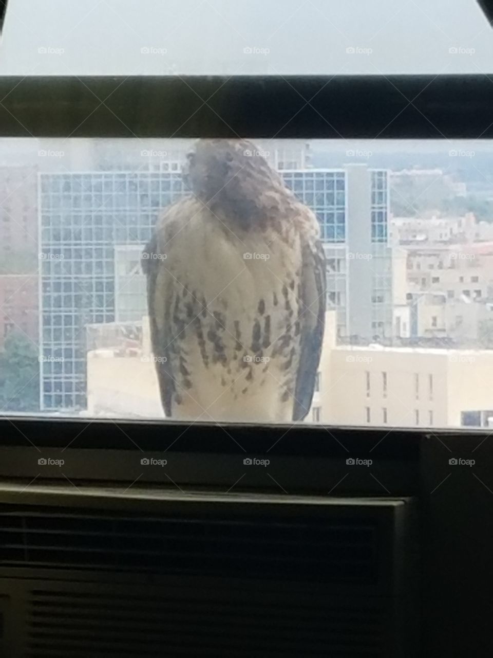 Aguila en mi ventana.............