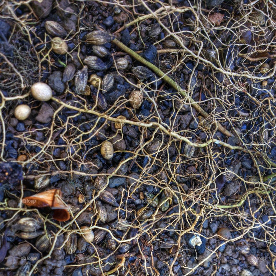 Roots and Seeds
