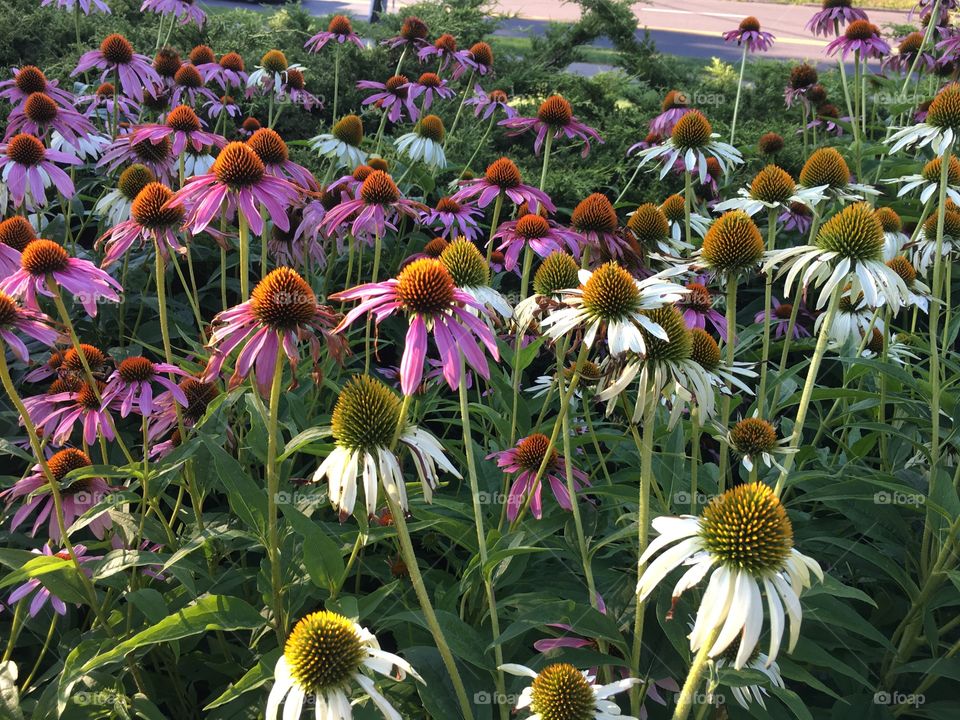 Pink and white coneflowers 