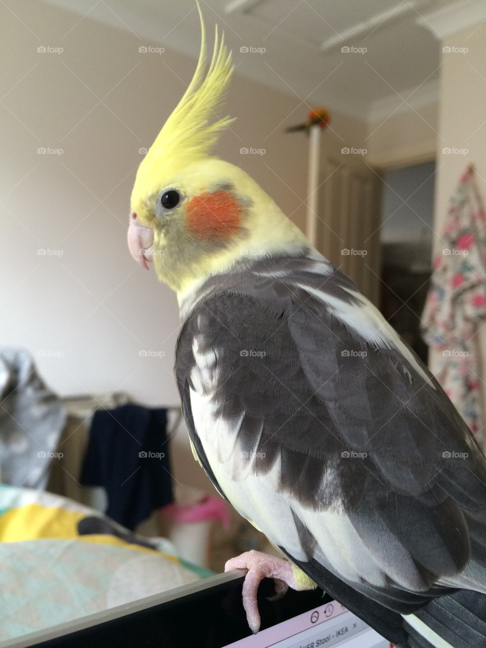 My cute cockatiel, Sam 😍🐤