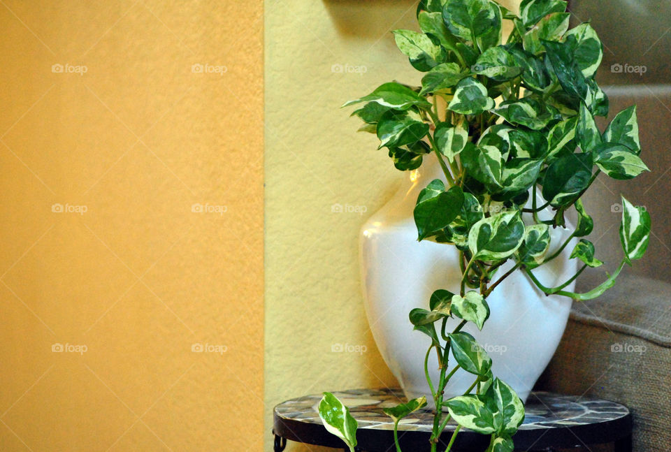 house plant