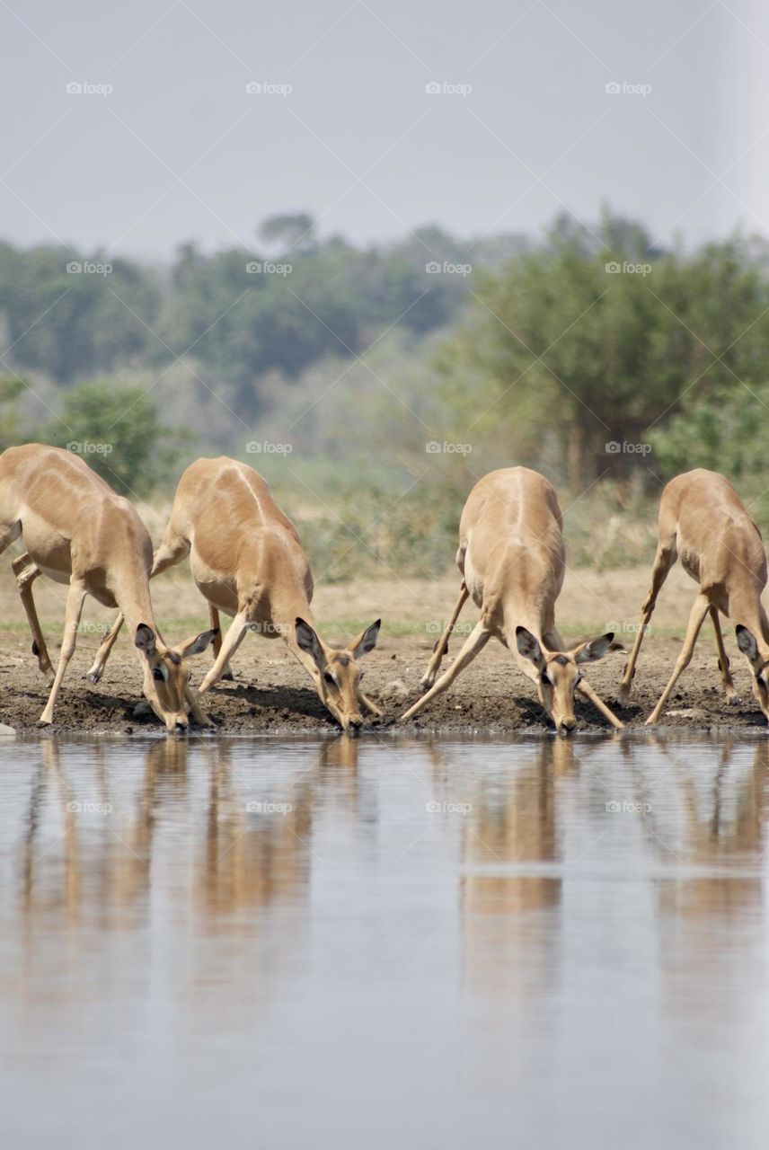 A herd of impala drinking water at the watering hole 