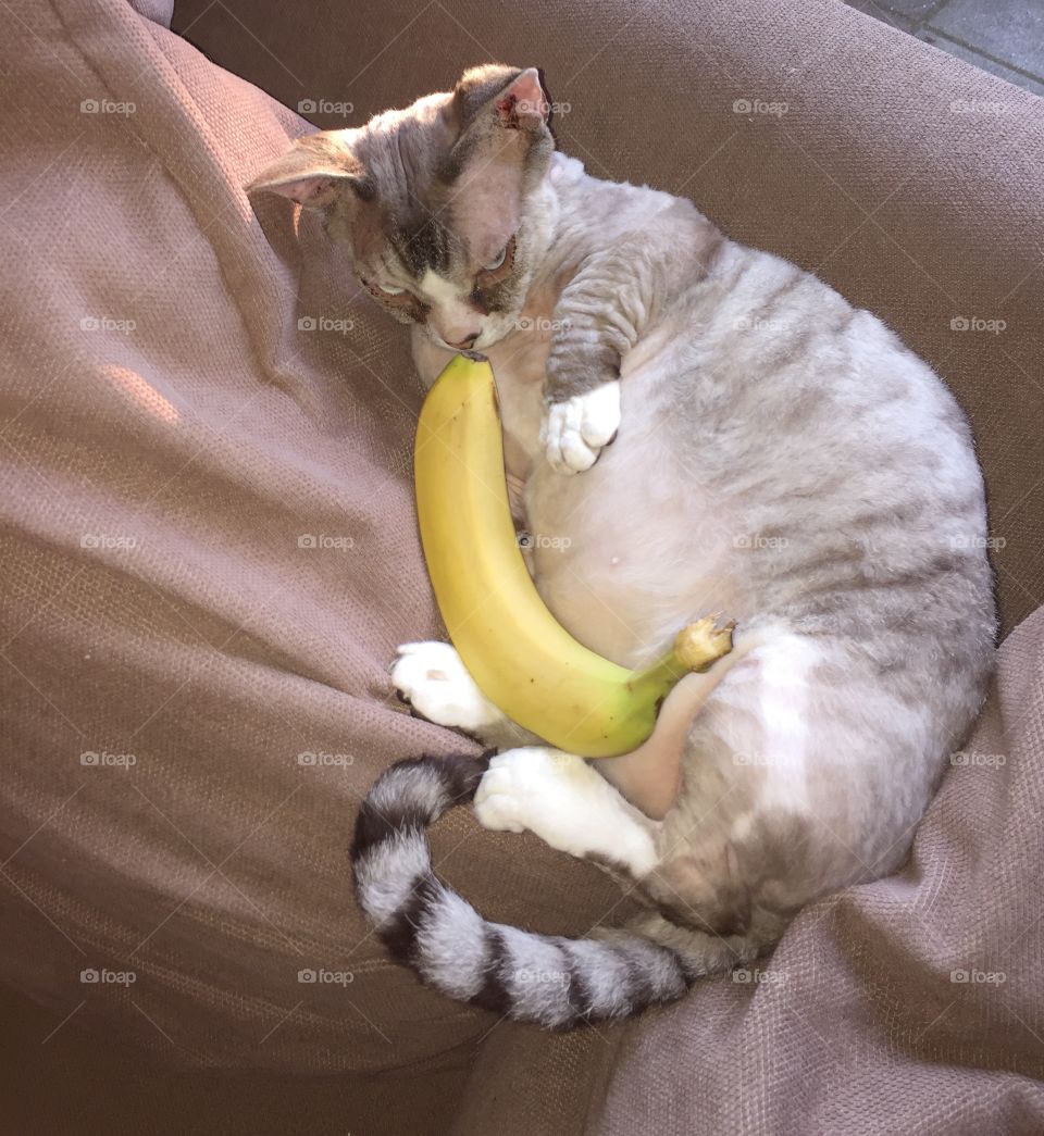 Cat looking at the banana 