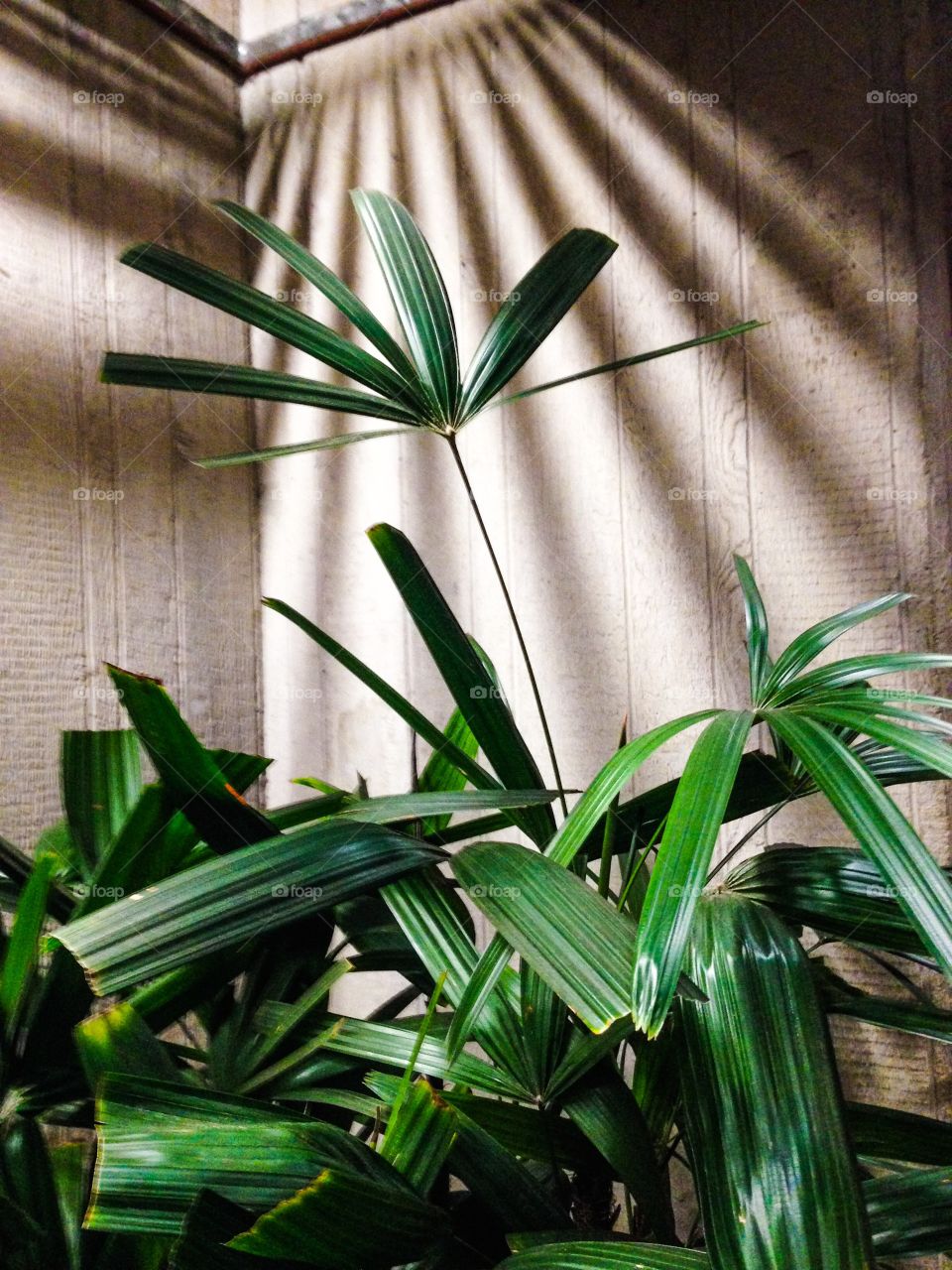 Palm tree in the light