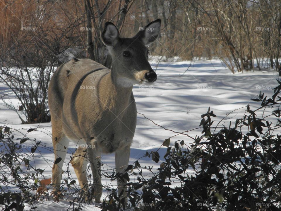 Close-up of deer in forest during winter