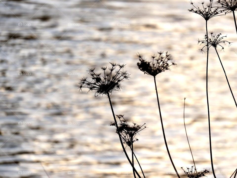 gracious on the river bank