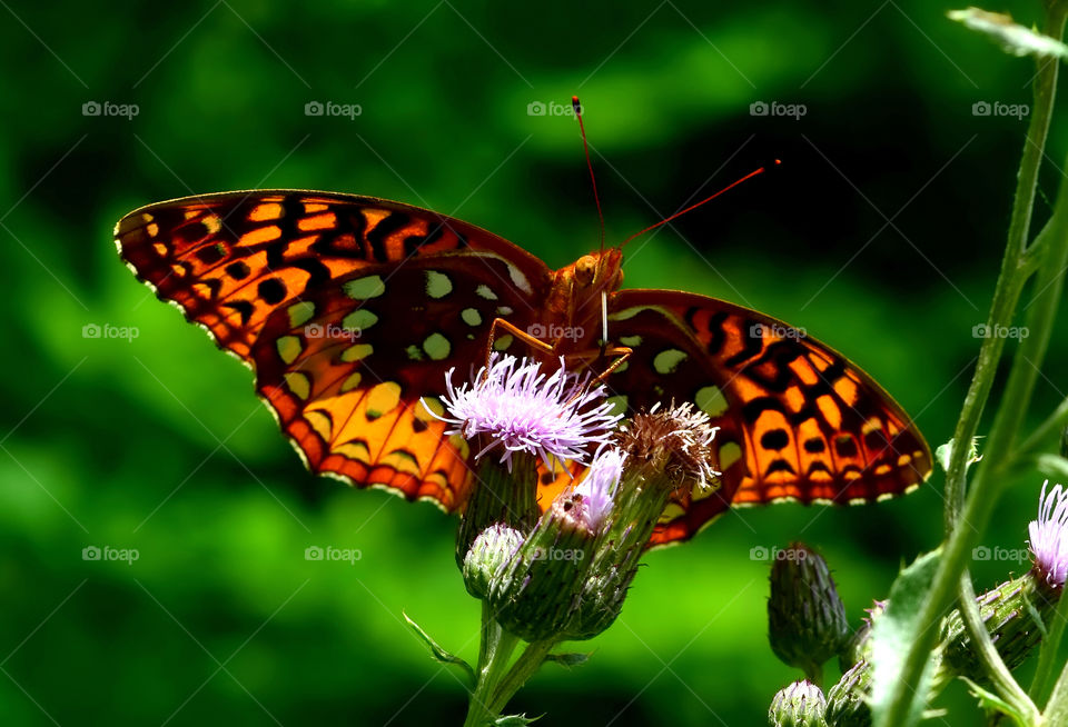 Orange butterfly 