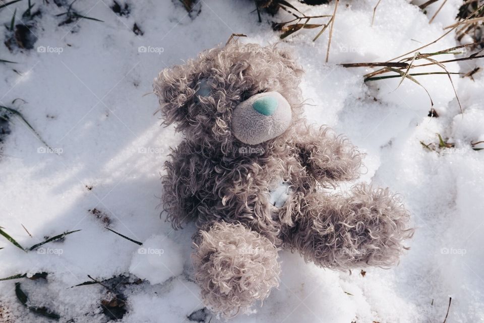 Snow Teddy bear