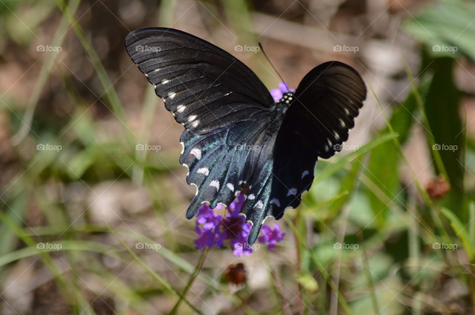 butterfly