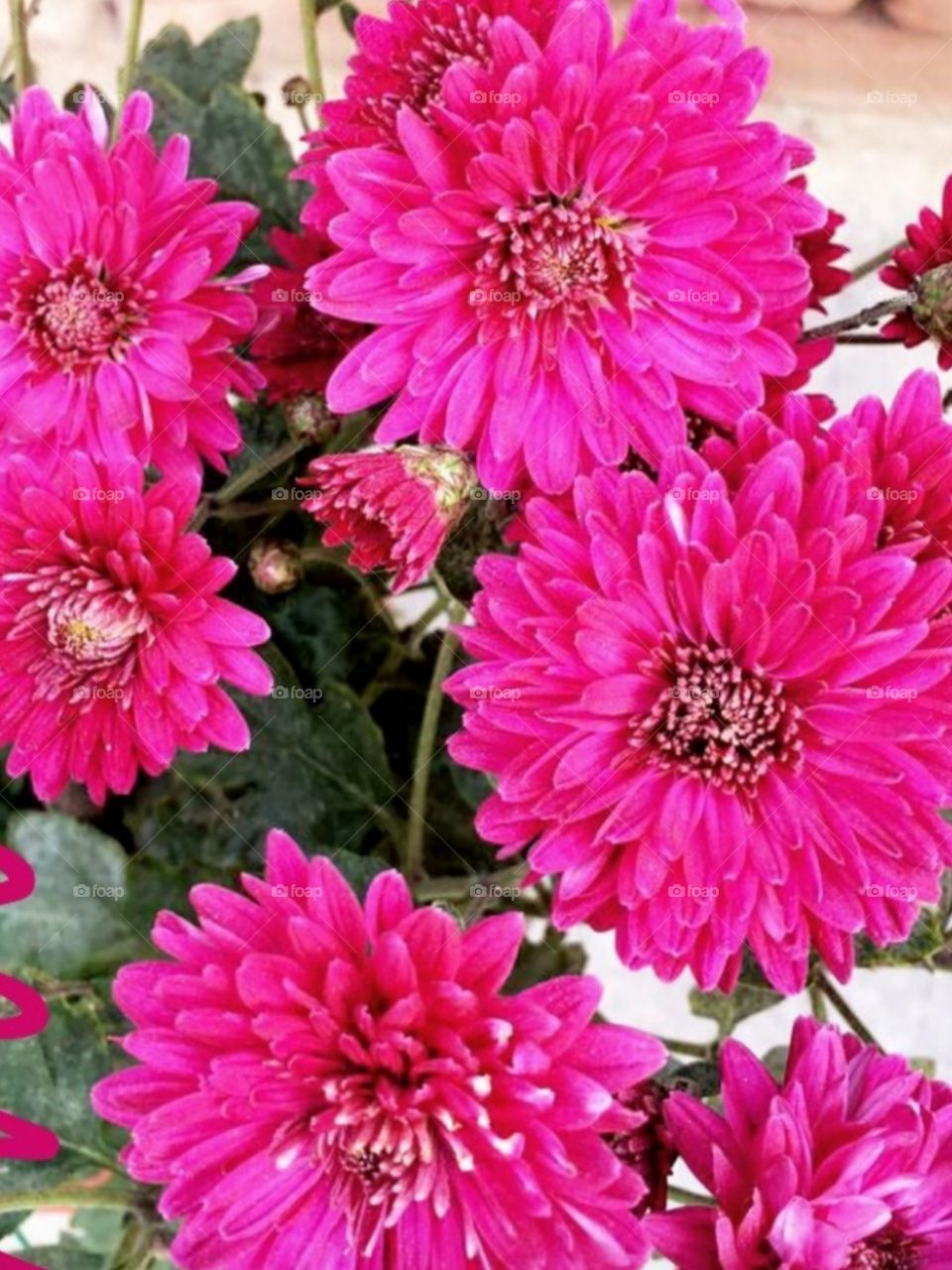 Flowers always make people better, happier, and more helpful; they are sunshine, food and medicine for the soul.