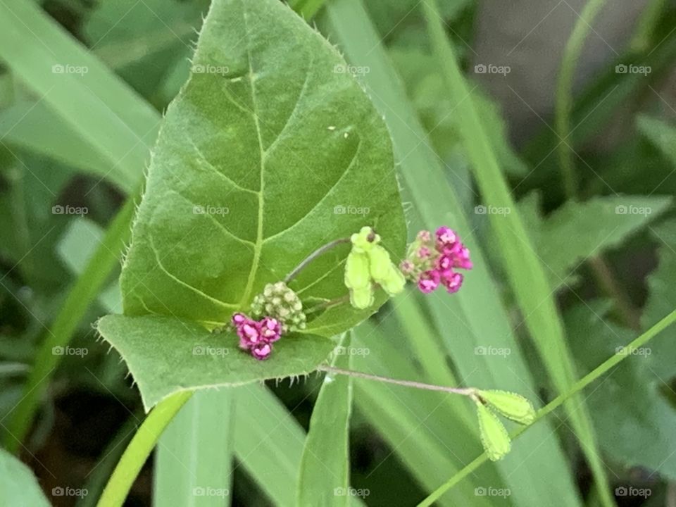 Portrait of a plant.