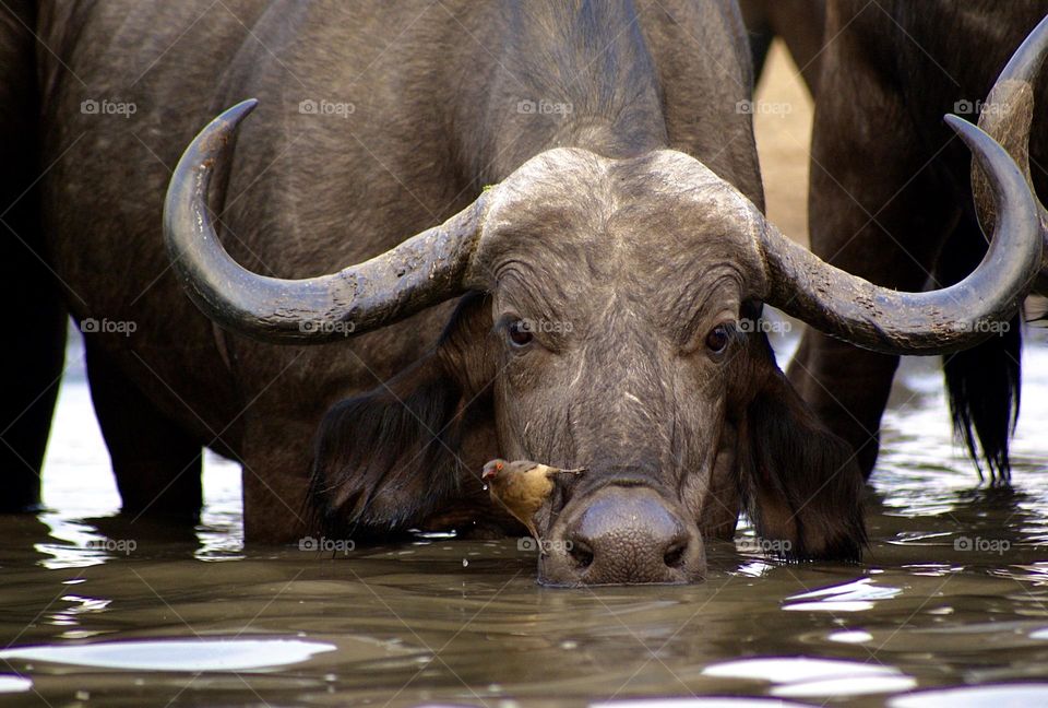 A close up shot of a buffalo drinking water with an ox pecker perched on his nose 