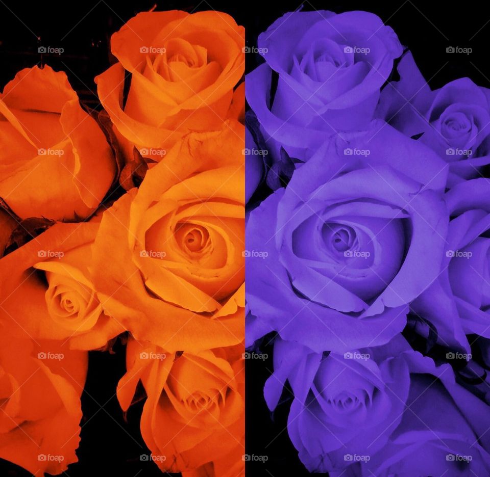 Orange and purple roses
