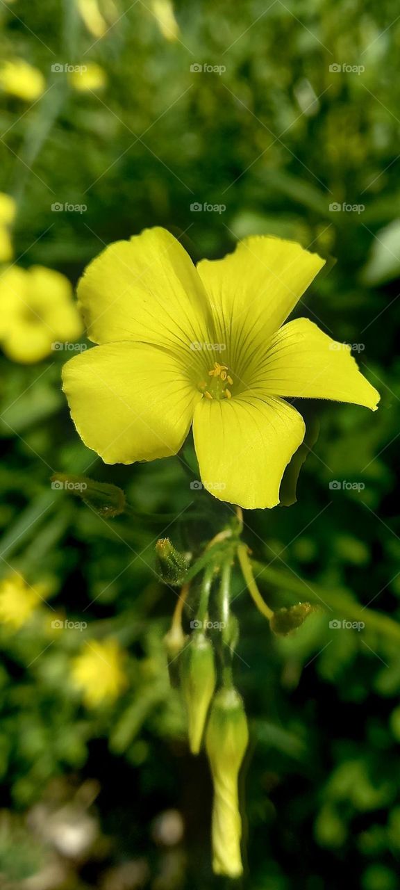 Yellow flowers