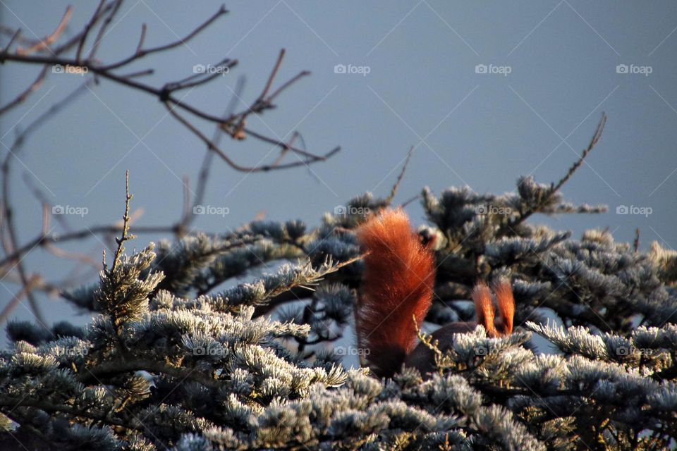 A red squirrel hides behind a frozen green pine branch under blue sky