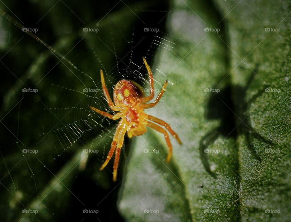 spider