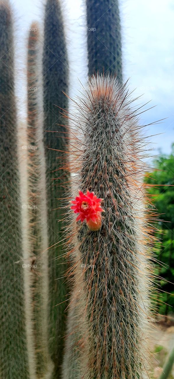 cactus