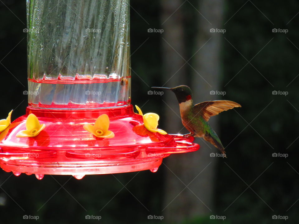 Male Ruby-throated Hummingbird. A Real Redneck, ruby-throated hummingbird