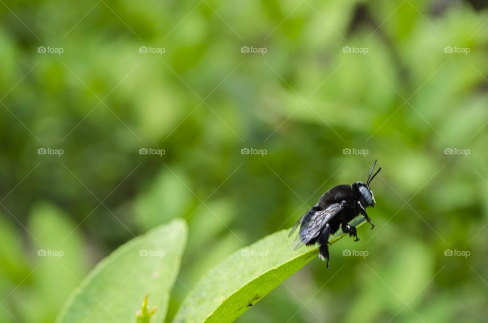 Carpenter Bee On Lime Tree Leaves