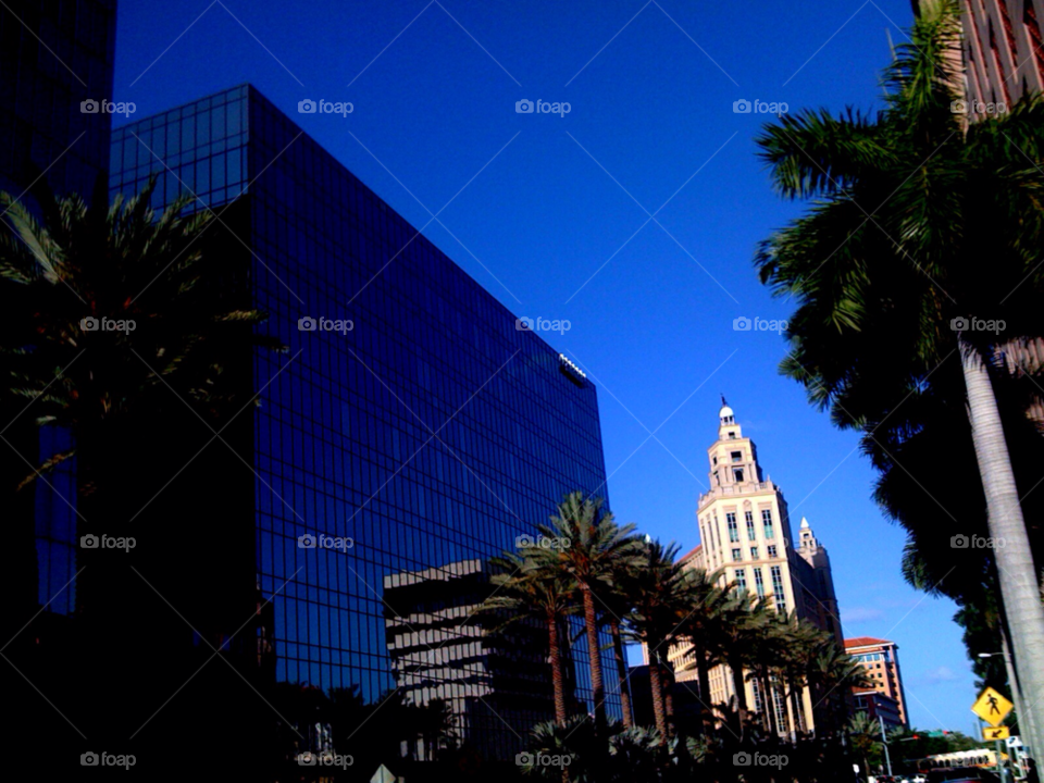 building architecture florida palm tree by jmsilva59