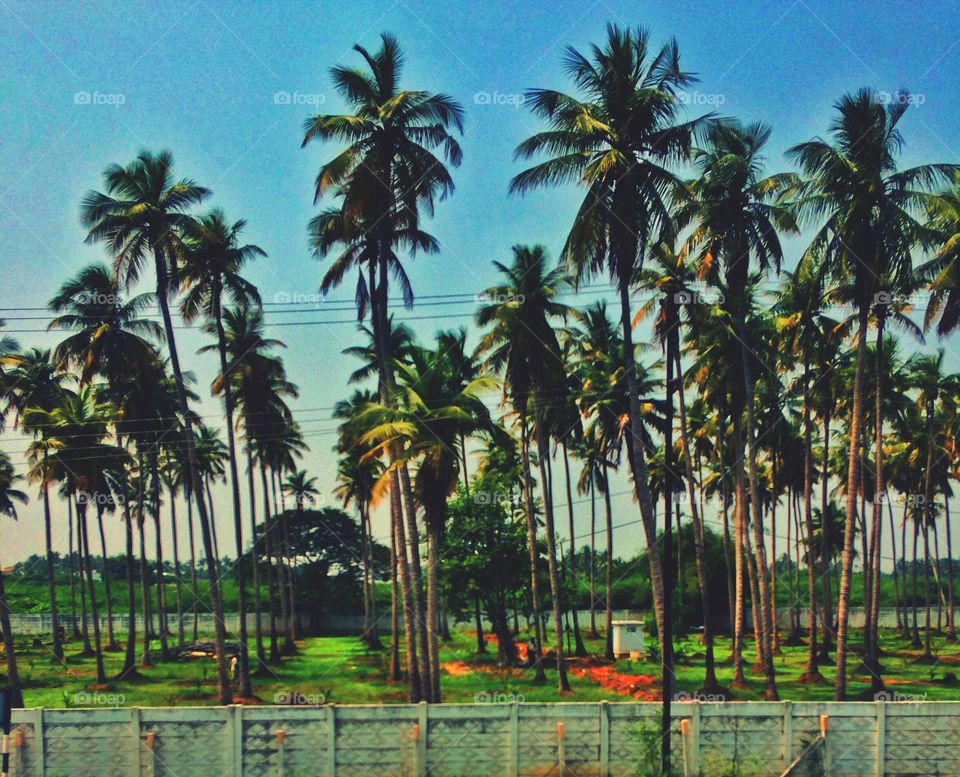 coconut trees 
