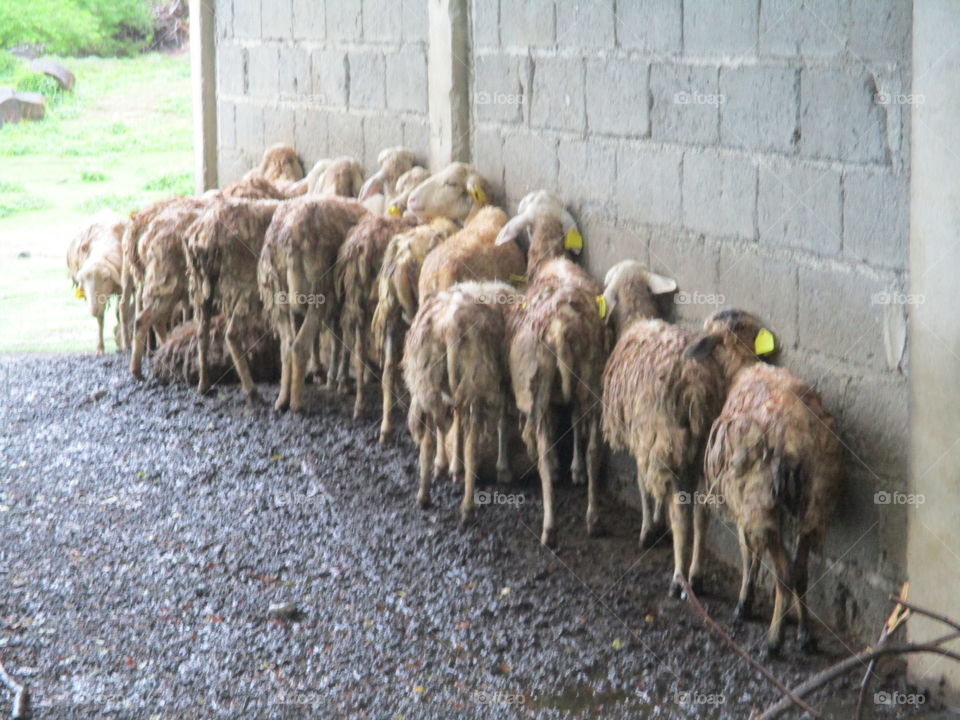 sheep in line