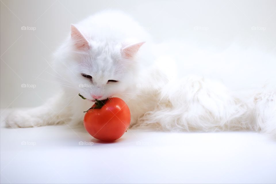 White Norwegian forest cat eating tomato