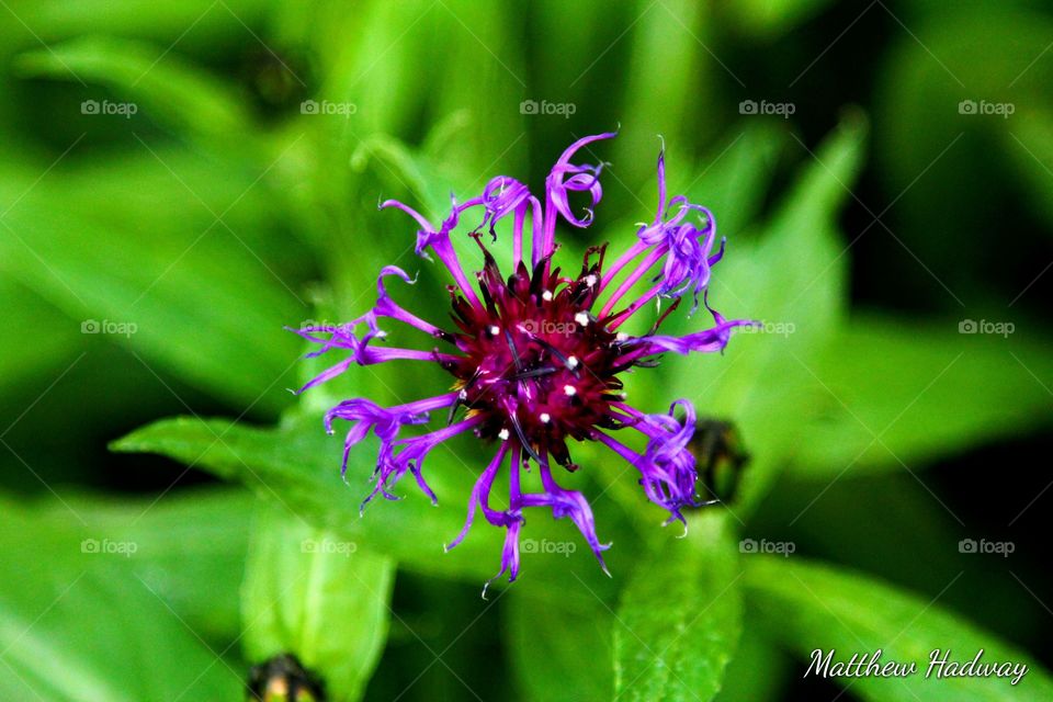 unique flower