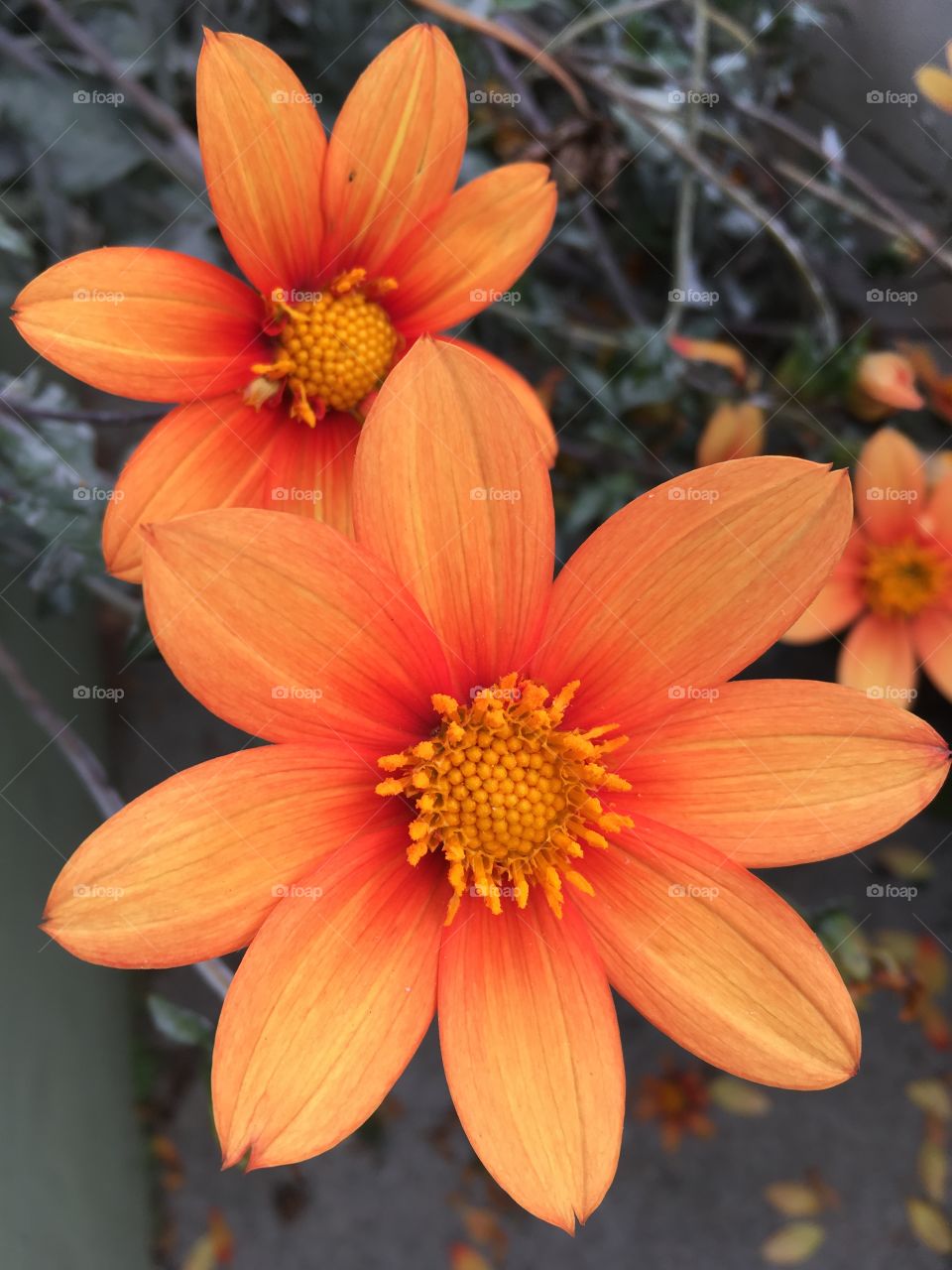 Bright orange flowers 