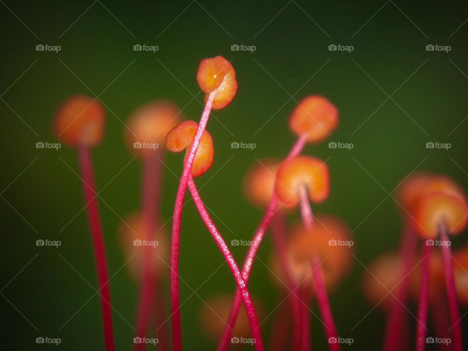 small parts of a flower in orange