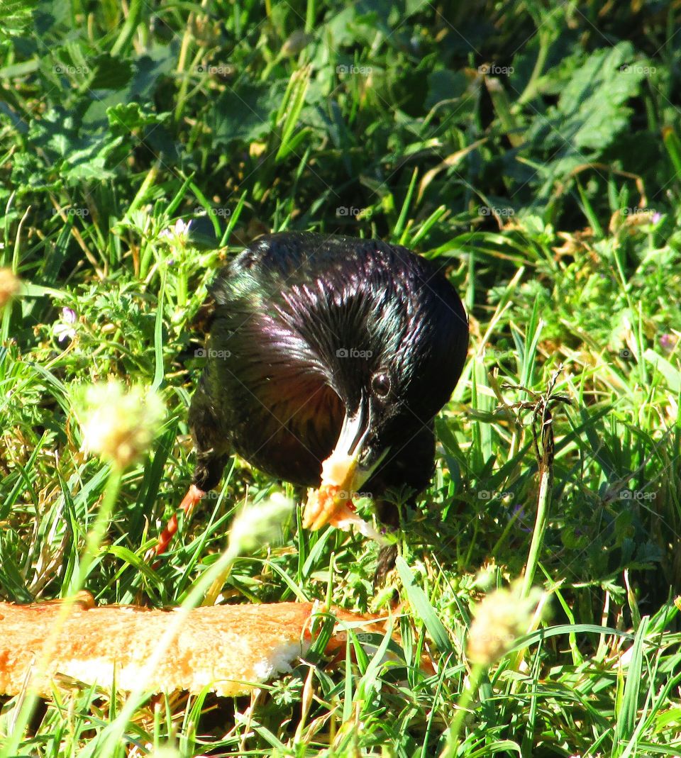 a bird having a piece of bread