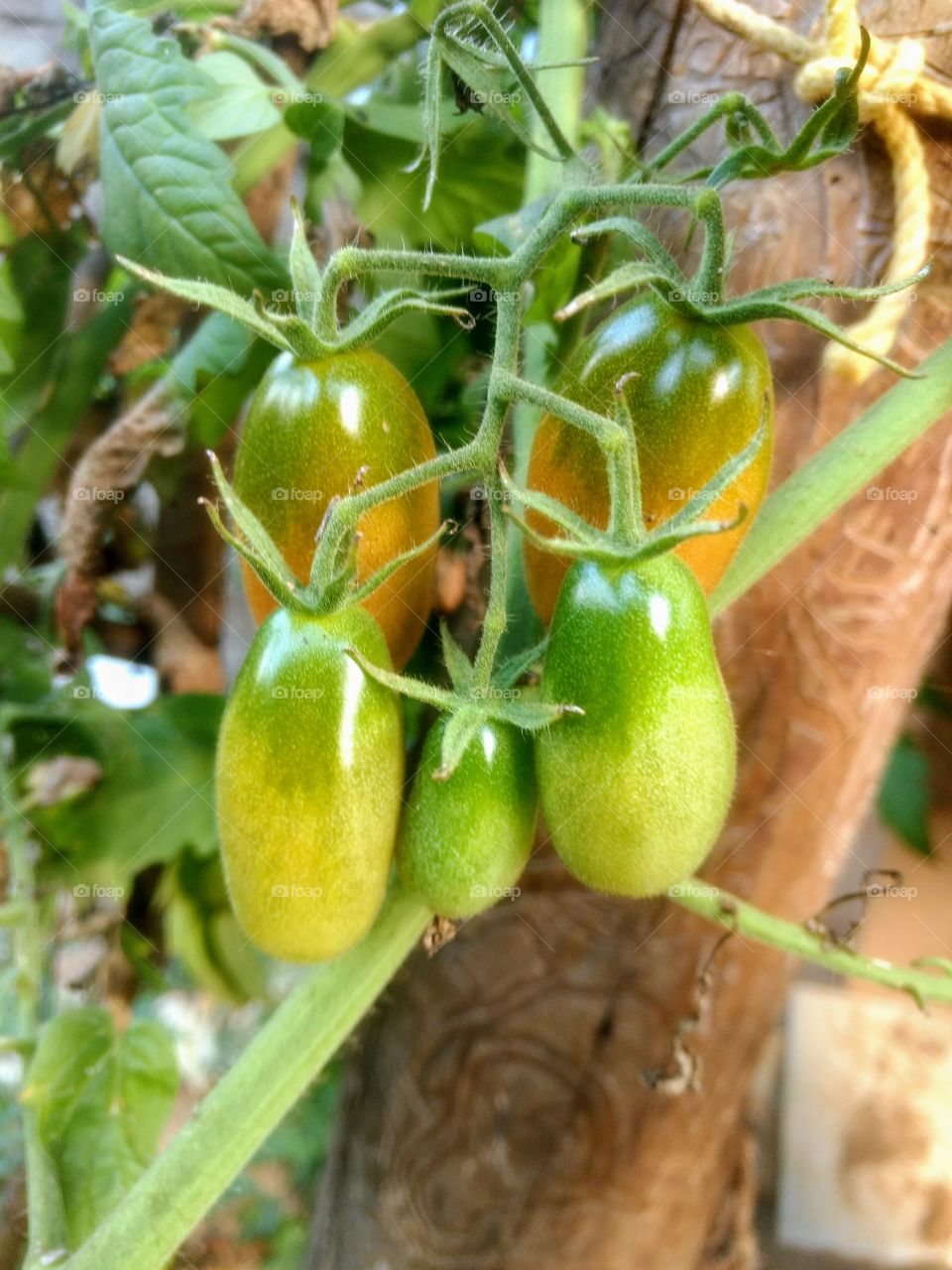 tomate flor tomateiro