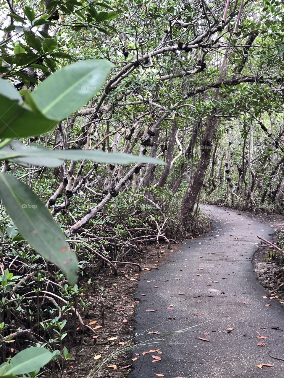 A path through the florida nature preserve