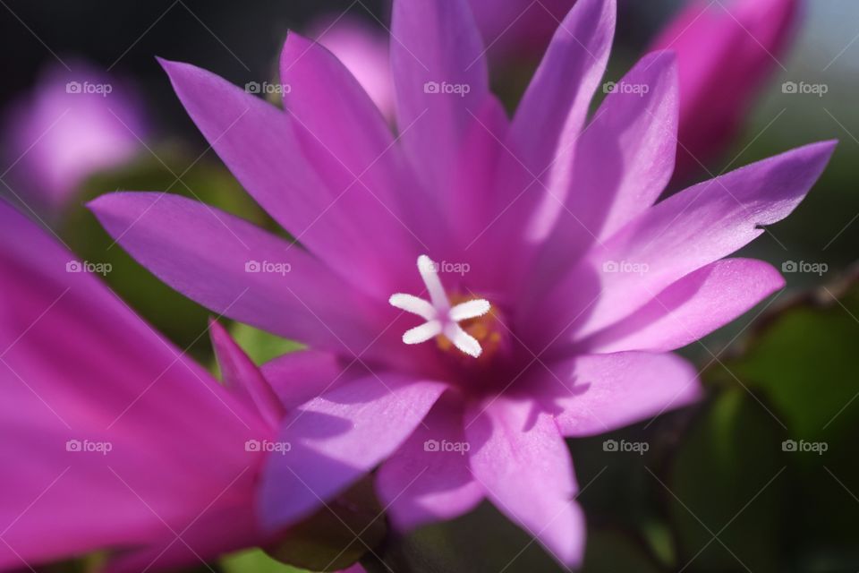 Pink blooming flowers