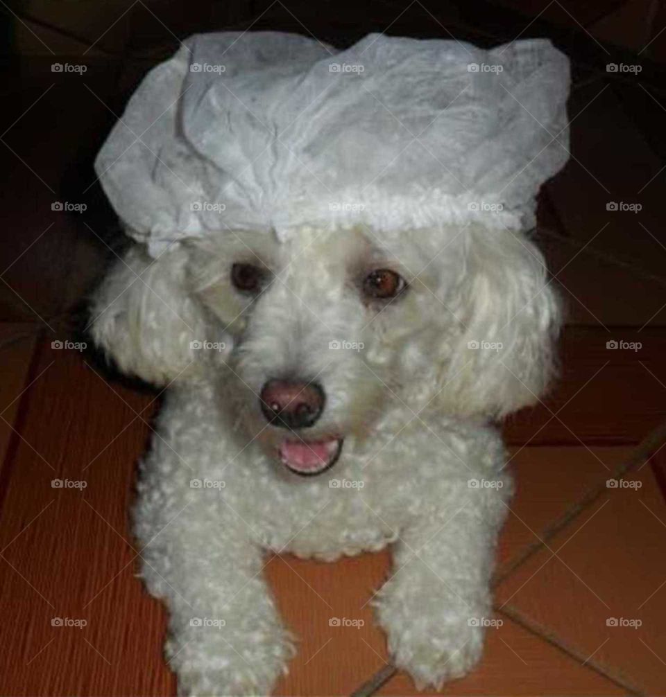 Dog master chef