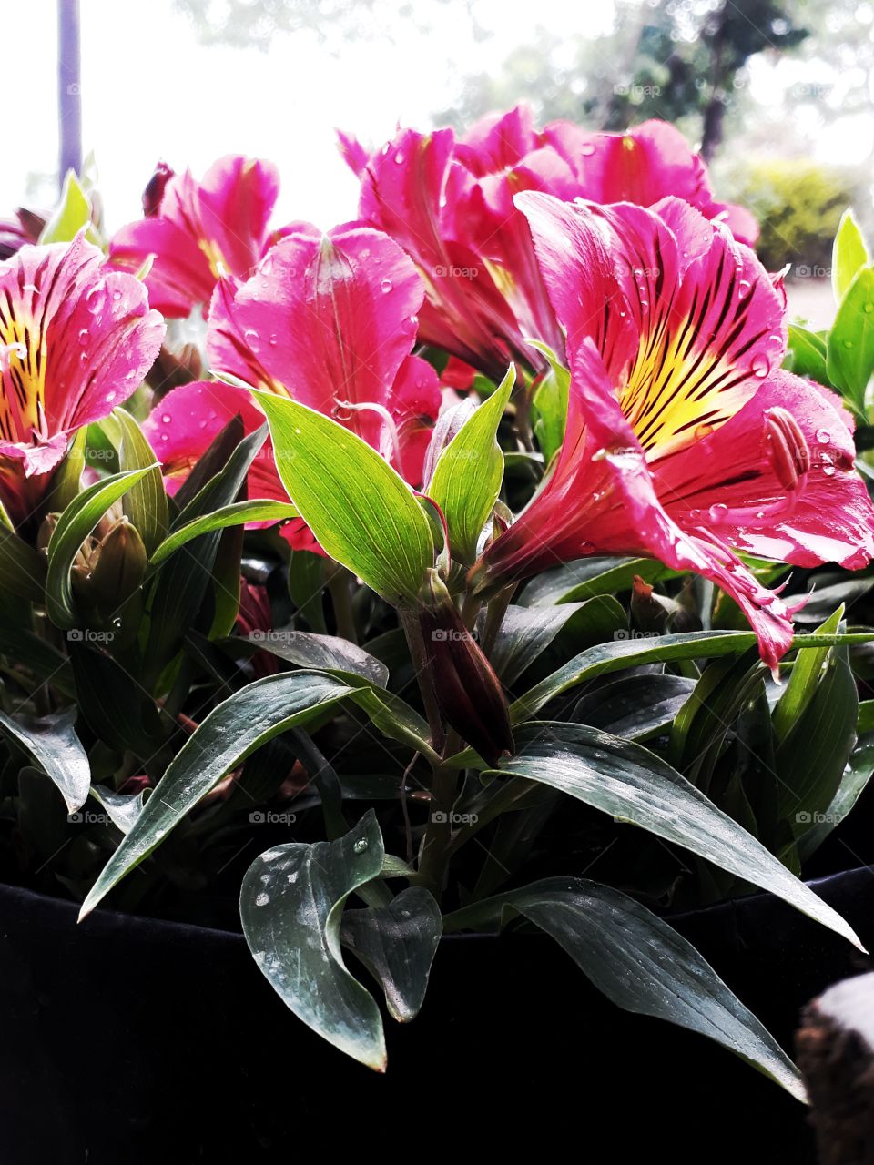 Alstroemeria flowers in the rain