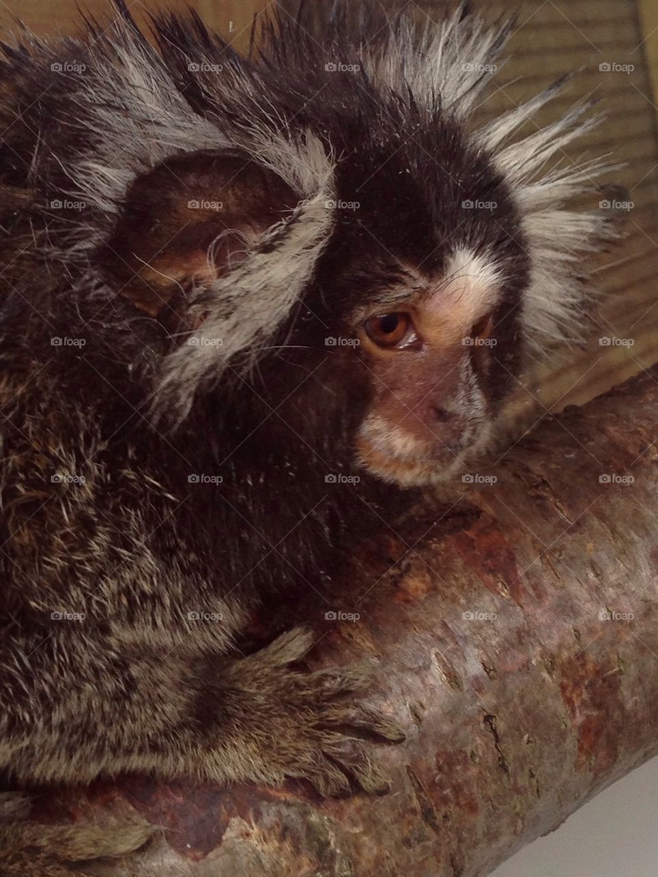 Marmoset 